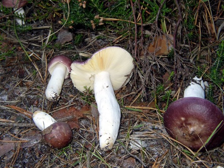Russule mamelonnée   Russula amara